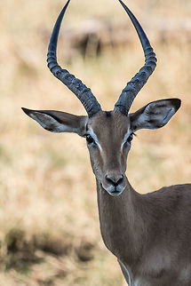 Focused  Aepyceros melampus,Africa,Impala