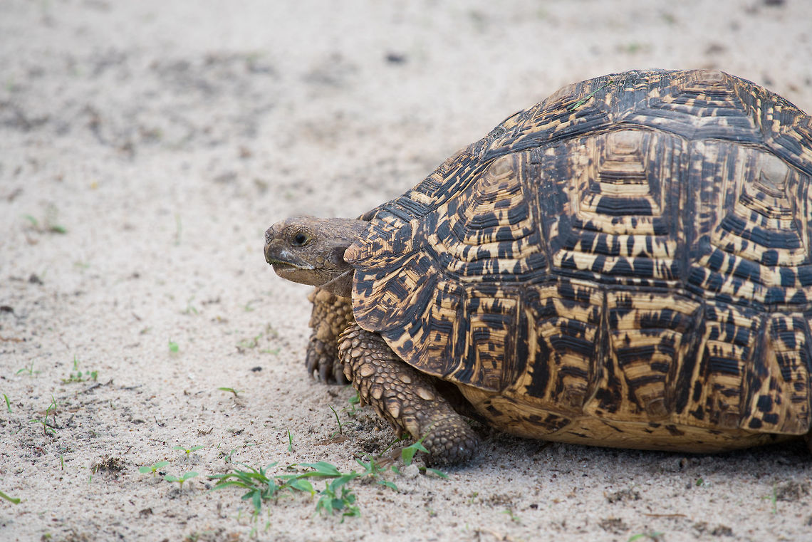 Leopard Tortoise  Africa,Leopard tortoise,Stigmochelys pardalis