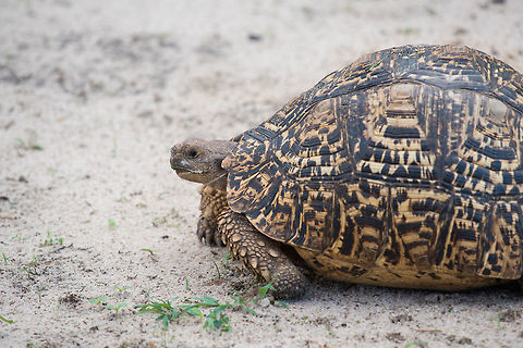 Leopard Tortoise  Africa,Leopard tortoise,Stigmochelys pardalis