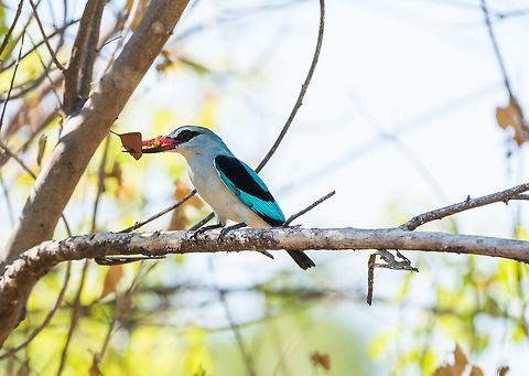 Lunch!  Africa,Halcyon senegalensis,woodland kingfisher