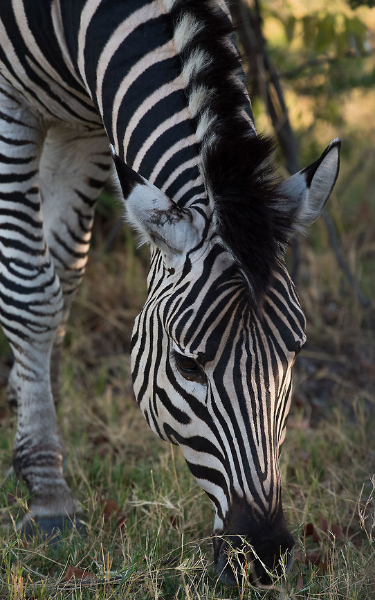 Morning Snack  Africa,Equus quagga,Plains zebra