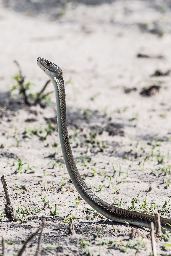 Slender and Deadly Came across this guy &#039;standing up&#039; tall as a hobbit. It quickly shrunk down and slithered off.  Black mamba,Dendroaspis polylepis