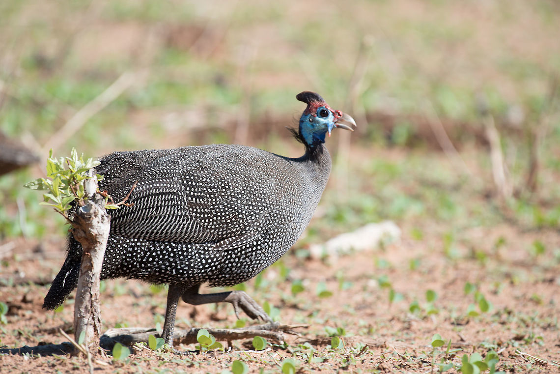 Pretty for a Guineafowl  Helmeted Guineafowl,Numida meleagris