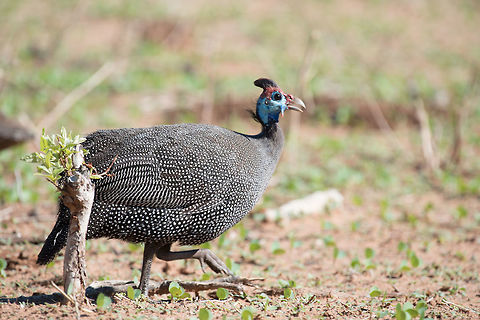 Pretty for a Guineafowl  Helmeted Guineafowl,Numida meleagris