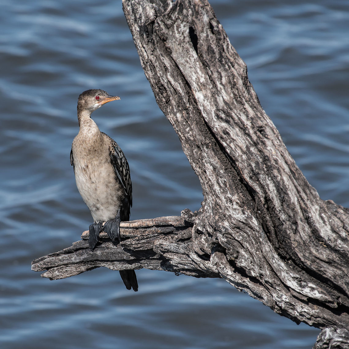 Reed Cormorant  Africa,Microcarbo africanus,Reed cormorant,birds,botswana,cormorants,water birds