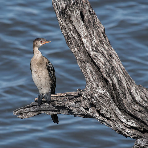 Reed Cormorant  Africa,Microcarbo africanus,Reed cormorant,birds,botswana,cormorants,water birds