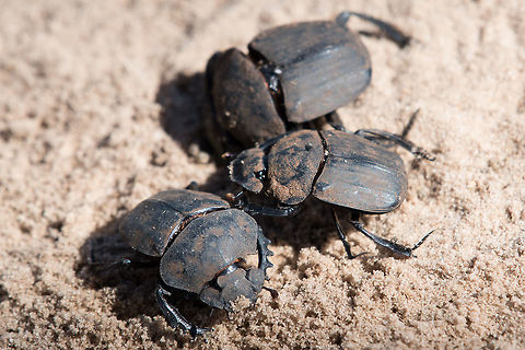 Dung Beetle  beetle