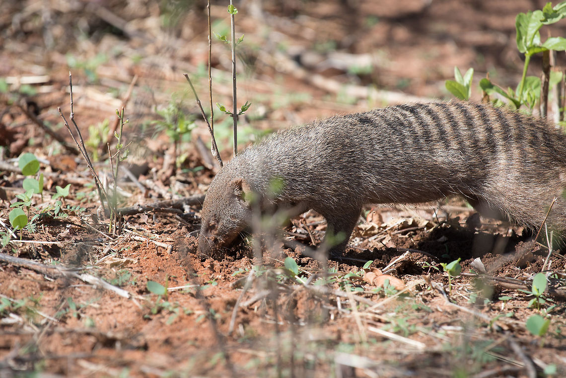 Banded Mongoose  Banded Mongoose,Mungos mungo