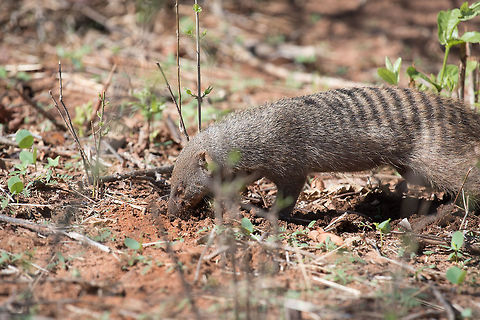 Banded Mongoose  Banded Mongoose,Mungos mungo