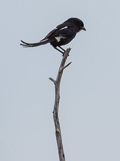 On Top  Africa,Magpie Shrike,Urolestes melanoleucus
