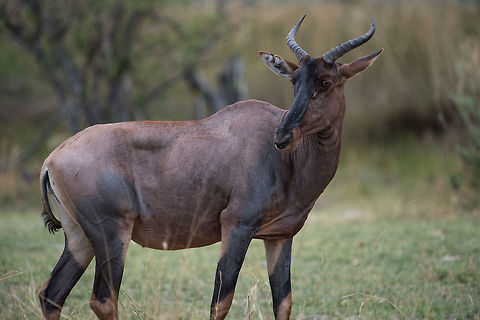 Tsessebe  Africa,Common tsessebe,Damaliscus lunatus