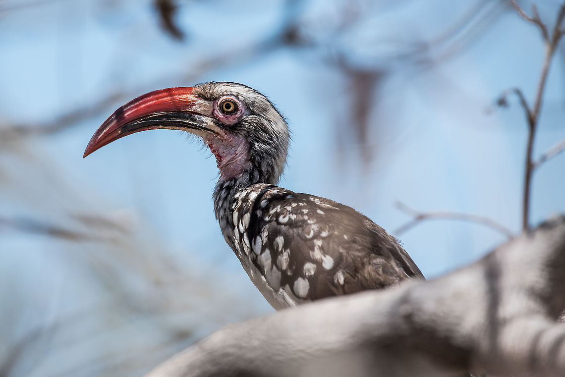 Flying Chile Pepper  Southern red-billed hornbill,Tockus rufirostris