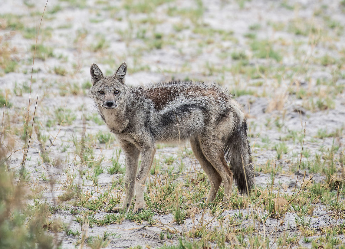Side Striped Jackal  Africa,Canis adustus,Side-striped jackal