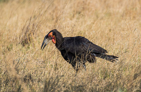 Ground Hornbill  Abyssinian Ground Hornbill,Africa,Bucorvus abyssinicus,Bucorvus leadbeateri,Southern Ground Hornbill