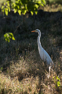 Great Egret In the evening sun. Africa,Ardea alba,Common Crane,Great egret,Grus grus