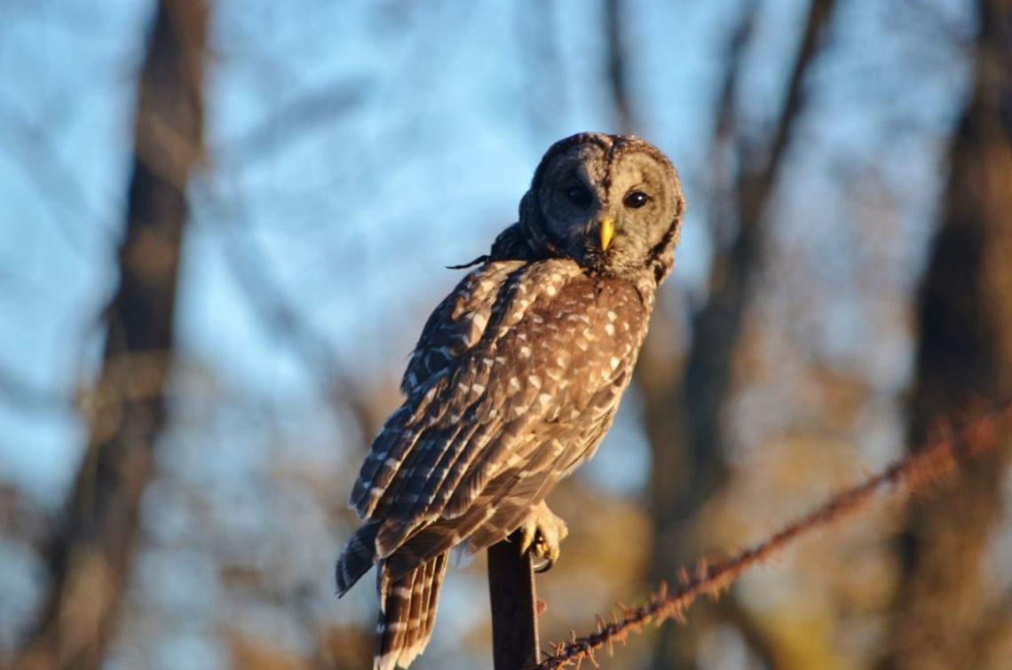 Barred Owl One day as we were traveling by to a coservation area in Columbia, Missouri and all of the sudden we spotted a barred owl sitting on a fence post. The scientific name for a barred owl is Strix Varia. Barred Owl,Bird,Owl,Strix varia,strix varia