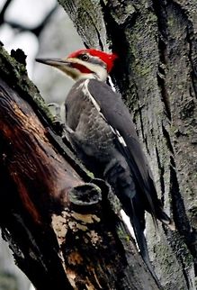 Pileated Woodpecker On a dreary day I was looking out the window and then out of the blue I saw a pileated woodpecker. The pileated wood pecker is about a foot long  and will peck hole faster than you could imagin the scientific name is Hylatomus pileatus. This picture was taken in Columbia, Missouri. Bird,Dryocopus pileatus,Pileated Woodpecker,hylatomus pileatus,pileated woodpecker,woodpecker