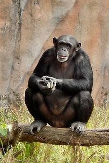 Chimpanzee This chimpanzee was found in the Missouri St. Luis Zoo even thou its natrule home is in parts of Africa, around Gabon and liberia. The scientific name of the chimpanzee is Pan Chimp,Common chimpanzee,Pan troglodytes,chimpanzee,mammal,monkey,pan