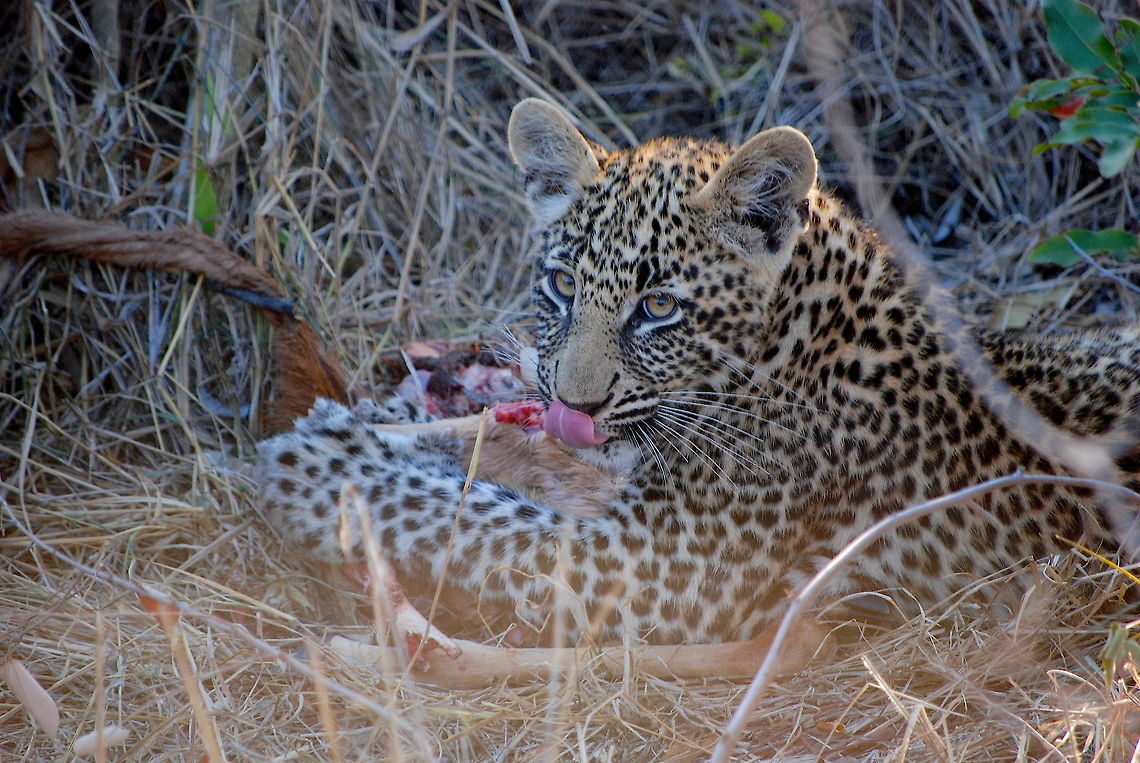 Leopard Cub Licking His Lips, Sabi Sands, South Africa This was a very rare moment captured in the Sabi Sands Game Reserve in South Africa. A mother leopard and her cub were finishing up their meal after an impala kill, and the little guy was clearly enjoying it quite a bit, licking his lips as he gnawed on a bone. After about half an hour of eating and inquisitively looking at me, the cub got up to explore the surrounding bush, and his mother lazily took off after him. African Leopard,Geotagged,Leopard,Panthera pardus pardus,Sabi Sands,South Africa,Winter,cub