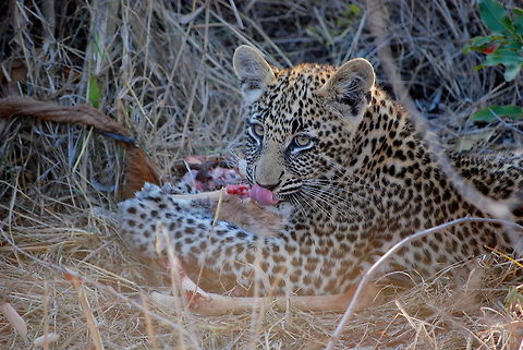 Leopard Cub Licking His Lips, Sabi Sands, South Africa This was a very rare moment captured in the Sabi Sands Game Reserve in South Africa. A mother leopard and her cub were finishing up their meal after an impala kill, and the little guy was clearly enjoying it quite a bit, licking his lips as he gnawed on a bone. After about half an hour of eating and inquisitively looking at me, the cub got up to explore the surrounding bush, and his mother lazily took off after him. African Leopard,Geotagged,Leopard,Panthera pardus pardus,Sabi Sands,South Africa,Winter,cub