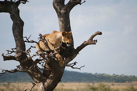Lioness Keeps Watch, Grumeti Reserves, Serengeti National Park, Tanzania I spotted this lioness in the tree from about 300 yards off through my binoculars. When we pulled up closer, we saw that she was in fact one of about 15 lions in a pride, which was laid up on a river bank for a rest after finishing a meal of a buffalo calf it had just taken. What happened next will surely stand as one of the most incredible sights I will ever witness. The herd of buffalo from which the calf was taken returned to the site where the pride lay, and proceeded to furiously chase the lions down the river bank for 20 minutes. The females, desperately trying to protect the cubs in the pride, some of which were only a year old, tempted death with a few close calls with a couple charging bulls that were enraged over the death of the calf. Eventually, the lions ran far enough away, and the buffaloes decided they had gotten their message across. The herd retreated, but the pride did not show themselves from deep within the long grass for more than an hour after the ordeal. It was quite unnerving to witness the lions be so emasculated by the buffaloes. Yet it was a spectacular display of nature's playing field, and how nothing is immune from threats in the wild. Geotagged,Grumeti Reserves,Lion,Panthera leo,Serengeti National Park,Tanzania,Winter