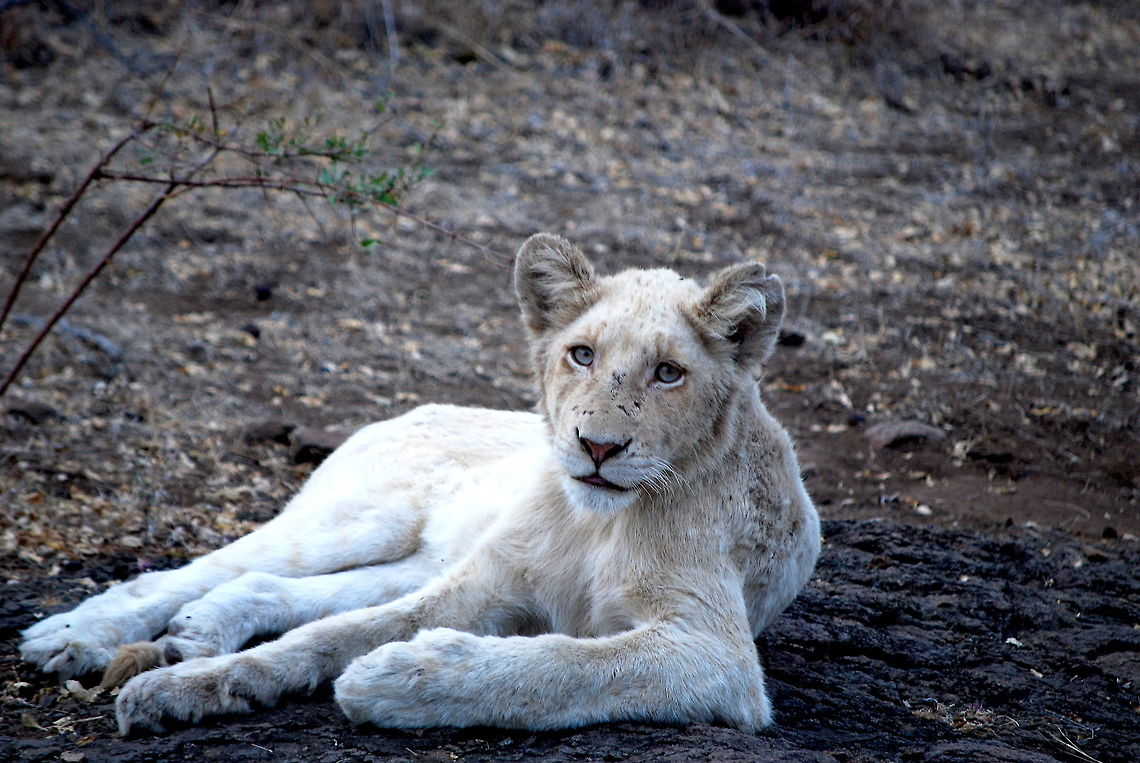 Stoic White Lion Cub, Kruger National Park, South Africa Having been tracking a particular pride of lions for about a week, we struck gold when we spotted them on a hunt one night, and then had a remarkable accidental run-in with them again the next day, as the pride rested in the long grass by these rocks. There was a lot of talk about this pride because of its absolutely unique member: a three year old white male cub, one of only eight in the entire national park. When we stumbled upon the resting pride, luck was on my side, as the white cub was laying out on the rocks, in a perfect line of sight. This was one of my most tranquil moments photographing. The cub simply stared at me for the longest time as I took my pictures. Looking into each other's eyes, there was a very real moment there, where I felt in touch with everything around me, and truly felt like I was a part of the nature I had come to see. It's impossible for words to do it justice, so please, have a look for yourself. Geotagged,Kruger National park,Lion,Panthera leo,South Africa,White Lion,Winter,cub,lion