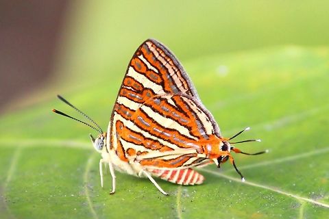 A gorgeous butterfly  Butterfly,Cigaritis lohita,Lycaenidae,colorful,spindasis lohita