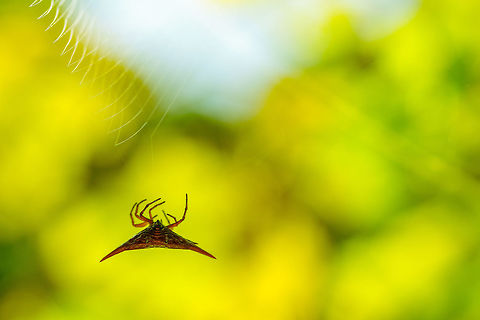 IMG_7761-2  Gasteracantha versicolor,Geotagged,Madagascar