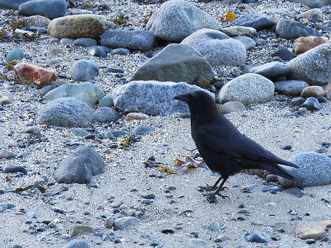 Crow There is loneliness in the world even among animals.  Corvus caurinus,Northwestern crow,loneliness