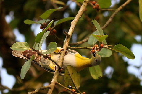 Yellow-footed green pigeon eating berry  Treron phoenicoptera,Yellow-footed green pigeon