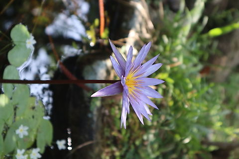 blue nelumbo This is the national flower of Sri Lanka, 
நீலோற்பலம் (neelorpalam) - In Tamil  Geotagged,Indian lotus,National Flower,Nelumbo nucifera,Spring,Sri Lanka,blue nelumbo