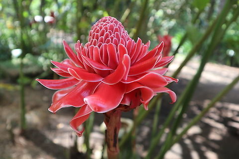 Torch Ginger, Sri Lanka  Etlingera elatior,Geotagged,Spring,Sri Lanka