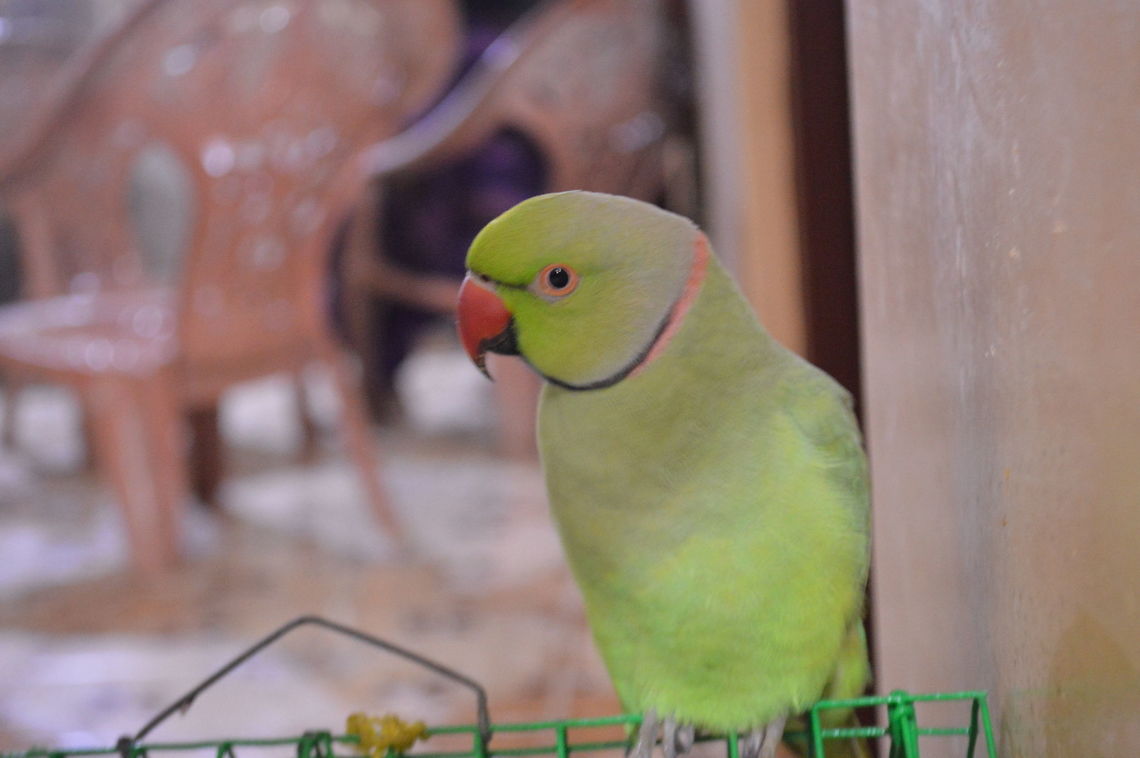 Green Parrot ( பச்சைக் கிளி )  Geotagged,Psittacula krameri,Rose-ringed parakeet,Sri Lanka,Winter,green parrot