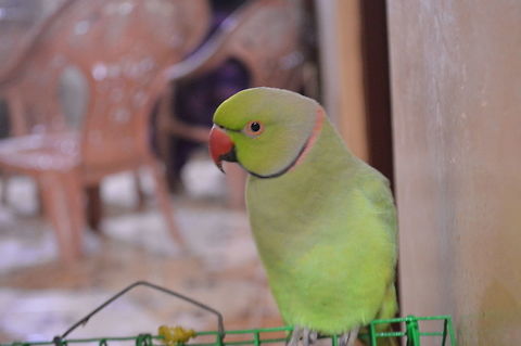 Green Parrot ( பச்சைக் கிளி )  Geotagged,Psittacula krameri,Rose-ringed parakeet,Sri Lanka,Winter,green parrot