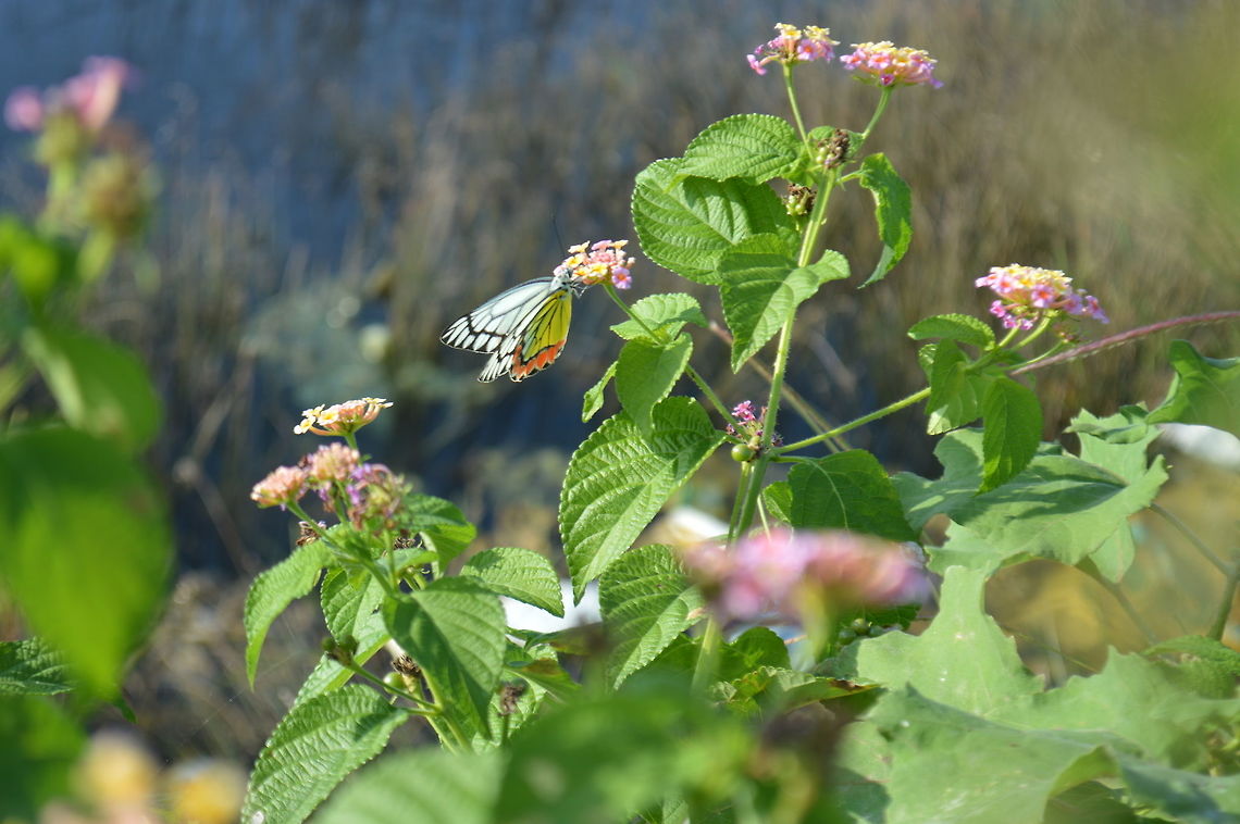 Butterfly (வண்ணாத்திப் பூச்சி) Sucking nectar from flowers  Common Jezebel,Delias eucharis,Sri Lanka,Winter