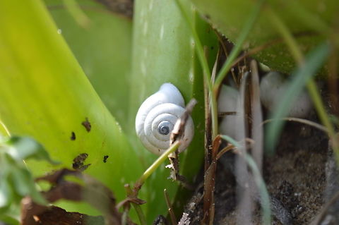 Snail ( நத்தை ) Found on a cactus leaf Geotagged,Snail,Sri Lanka,Winter