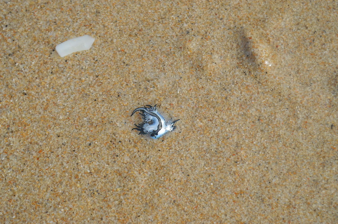 G. maginatus I don&#039;t know the name or specie of this. Found this on the beach shore.  Blue Glaucus,Geotagged,Glaucus atlanticus,Sri Lanka,Winter