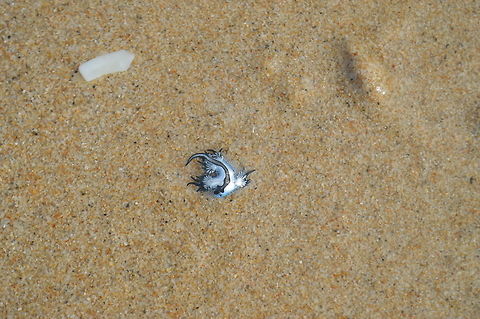 G. maginatus I don't know the name or specie of this. Found this on the beach shore.  Blue Glaucus,Geotagged,Glaucus atlanticus,Sri Lanka,Winter