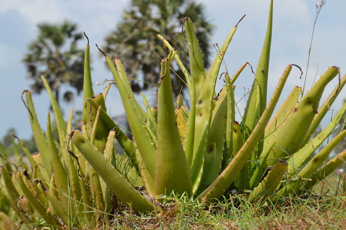 Cactus (கற்றாளை)  Geotagged,Sri Lanka,Winter