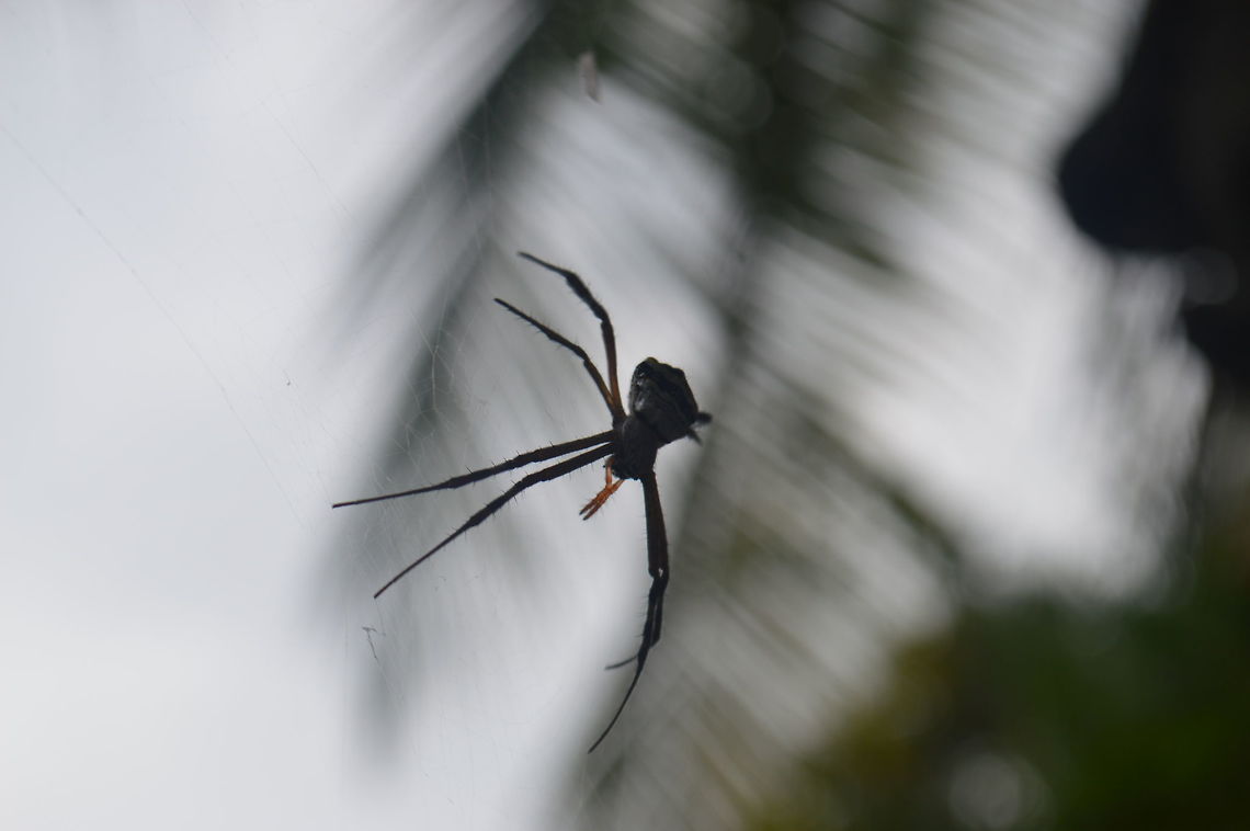 Spider (சிலந்தி) Found it on Delft island , Srilanka Delft,Geotagged,Sri Lanka,Winter,spider