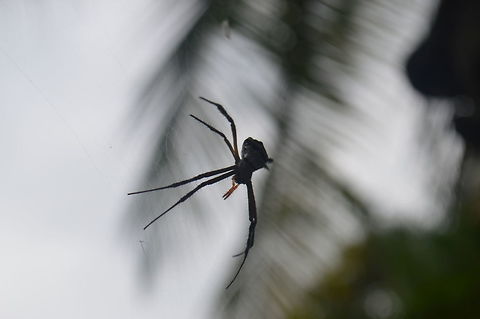 Spider (சிலந்தி) Found it on Delft island , Srilanka Delft,Geotagged,Sri Lanka,Winter,spider