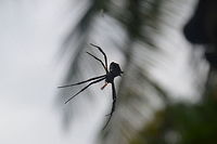 Spider (சிலந்தி) Found it on Delft island , Srilanka Delft,Geotagged,Sri Lanka,Winter,spider