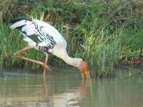 Stork Stock catching fish in the pound  Geotagged,Mycteria leucocephala,Painted Stork,Sri Lanka,Winter,feeding,water