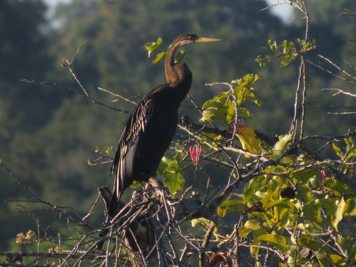 Oriental darter At Yala national park Anhinga melanogaster,Birds,Geotagged,Oriental darter,Sri Lanka,Winter,yala