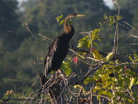 Oriental darter At Yala national park Anhinga melanogaster,Birds,Geotagged,Oriental darter,Sri Lanka,Winter,yala