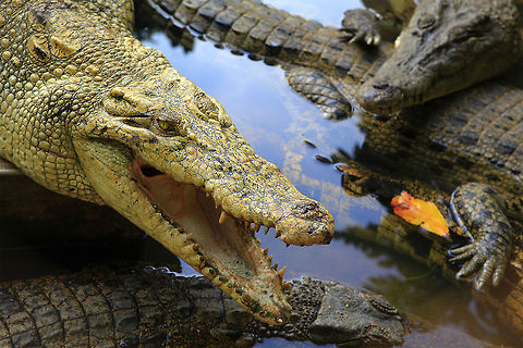 I am Different the albino crocodile, among his friends enjoy the river of the wildlife conservation for reptile at North Sumatera, Indonesia Crocodylus johnsoni,Freshwater Crocodile