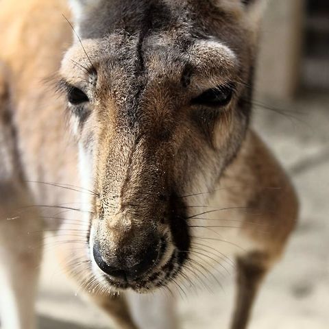 Close-up Kangaroo Red kangaroo baby starring in encounters to raise awareness to people everywhere about their pressing existence on earth. Geotagged,Macropus rufus,Red kangaroo,United States