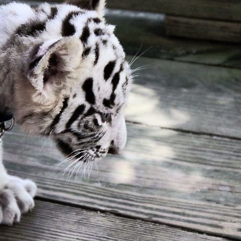 Eyes of Domestication Awoken from a nap, this White Bengal Tiger cub is taken into an enclosure to interact with tourists.  Bengal tiger,Geotagged,Panthera tigris tigris,United States