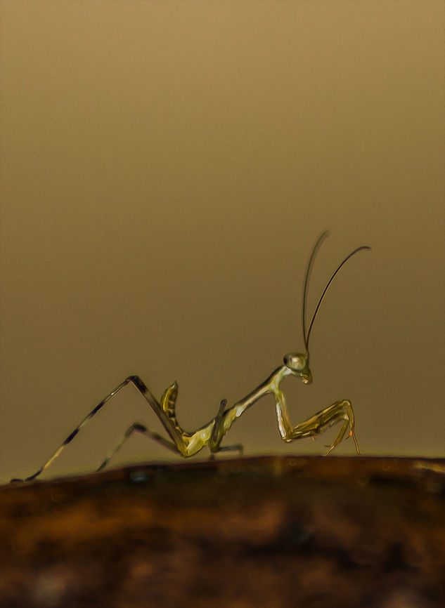 unknown-insect A unknown insect. please help identifying. Looks like a mantis of some kind. is only around cm in length. not stable at all moves continuously. Was found near a swimming pool sitting on bench Fall,Geotagged,India,Insects,insect,mantis,mantis of somekind