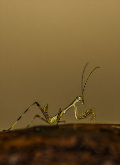 unknown-insect A unknown insect. please help identifying. Looks like a mantis of some kind. is only around cm in length. not stable at all moves continuously. Was found near a swimming pool sitting on bench Fall,Geotagged,India,Insects,insect,mantis,mantis of somekind